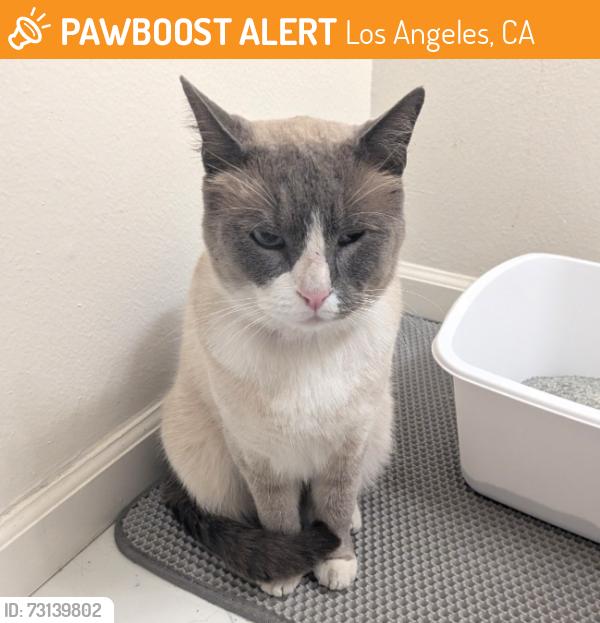 Found/Stray Male Cat last seen Pacific Ave and Paloma Ct, Los Angeles, CA 90291