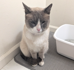 Found/Stray Male Cat last seen Pacific Ave and Paloma Ct, Los Angeles, CA 90291