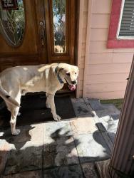 Reunited Male Dog last seen Near Second Ave, Salinas, CA 93905