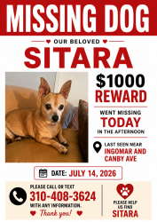 Lost Female Dog last seen ingomar and canby ave, Los Angeles, CA 91335