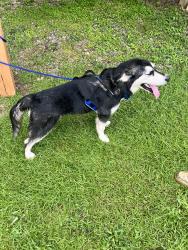 Found/Stray Male Dog last seen Aldi behind chick fa lay, Fayetteville, NC 28314