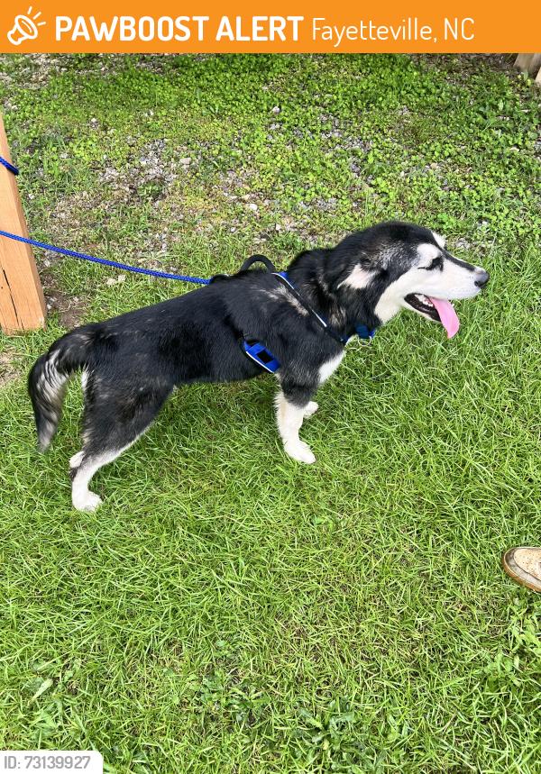 Found/Stray Male Dog last seen Aldi behind chick fa lay, Fayetteville, NC 28314