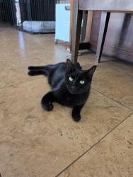 Reunited Female Cat last seen Hawken Way and Danielson, Chandler, AZ 85286