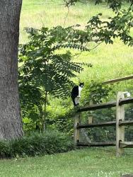 Found/Stray Unknown Cat last seen Waters Road, Asheville, NC 28805