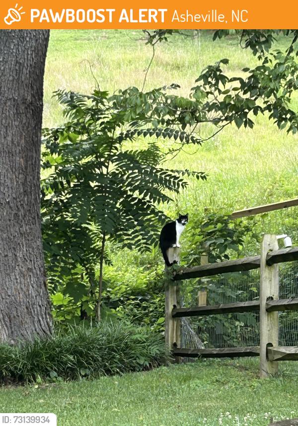 Found/Stray Unknown Cat last seen Waters Road, Asheville, NC 28805