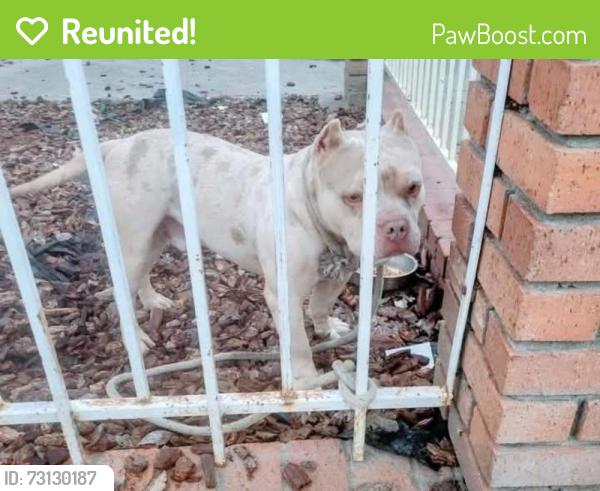 Reunited Male Dog last seen Todhunter and hobson west sacramento, West Sacramento, CA 95605
