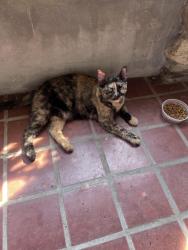 Found/Stray Unknown Cat last seen Belair Road and Chesterfield Avenue, Baltimore, MD 21213