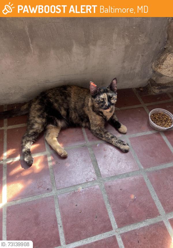 Found/Stray Unknown Cat last seen Belair Road and Chesterfield Avenue, Baltimore, MD 21213