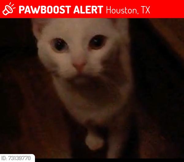 Lost Female Cat last seen Settegast Park,, Houston, TX 77003