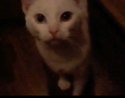 Lost Female Cat last seen Settegast Park,, Houston, TX 77003