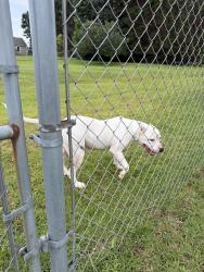 Found/Stray Female Dog last seen Ginnity drive, Paulding County, GA 30134