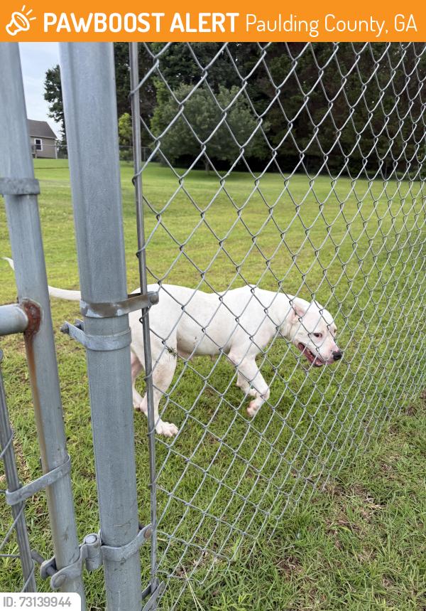 Found/Stray Female Dog last seen Ginnity drive, Paulding County, GA 30134