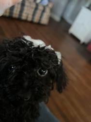 Reunited Male Dog last seen 72nd St, Newport News, VA 23607