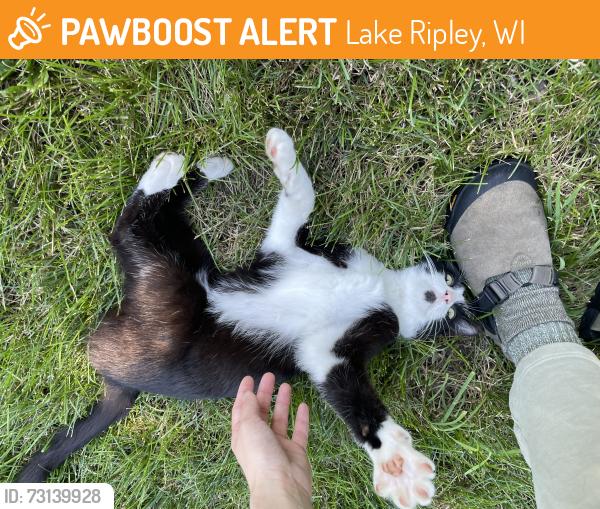Found/Stray Unknown Cat last seen Ripley Rd and CTH-A, Lake Ripley, WI 53523