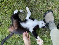 Found/Stray Unknown Cat last seen Ripley Rd and CTH-A, Lake Ripley, WI 53523