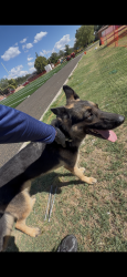 Found/Stray Female Dog last seen Football field of school, Amarillo, TX 79106