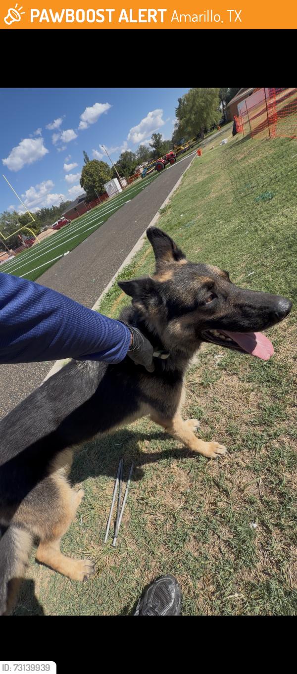 Found/Stray Female Dog last seen Football field of school, Amarillo, TX 79106
