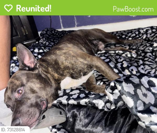 Reunited Male Dog last seen Taco Bell across Rosie’s casino, Richmond, VA 23225