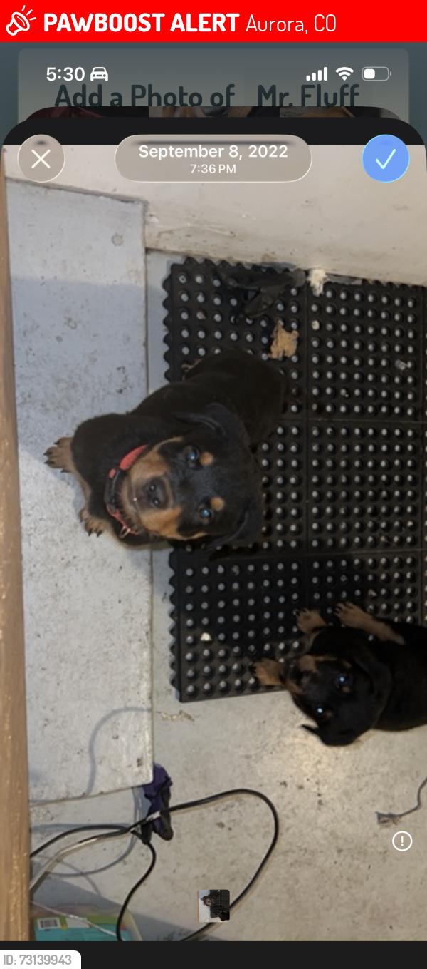 Lost Male Dog last seen Eastridge, Aurora, CO 80014