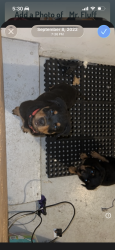 Lost Male Dog last seen Eastridge, Aurora, CO 80014