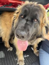 Reunited Female Dog last seen Sunset hills park, Thousand Oaks, CA 91362