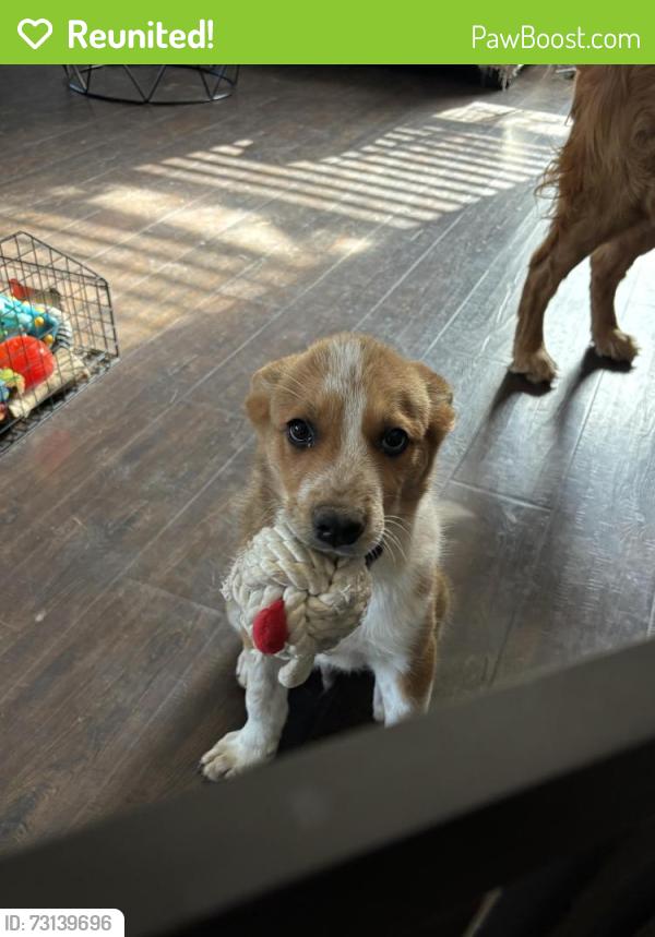 Reunited Male Dog last seen Mary Lout Cr, Mansfield, TX 76063