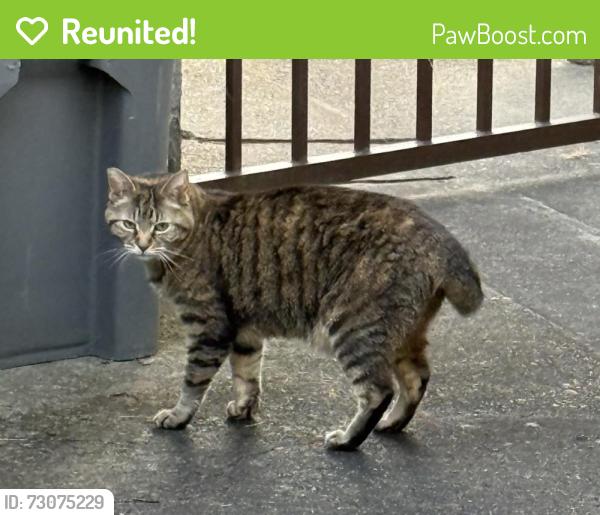 Reunited Unknown Cat last seen NE 132nd and NE SanRaphael, Portland, OR 97230
