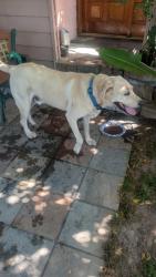 Found/Stray Male Dog last seen Towt st, Salinas, CA 93905