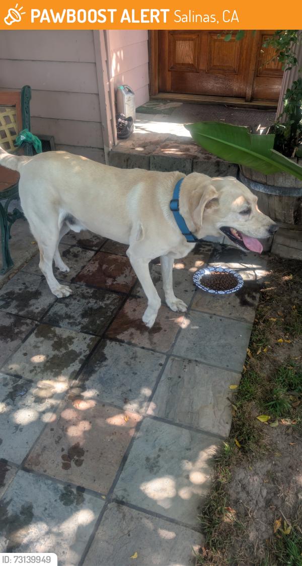 Found/Stray Male Dog last seen Towt st, Salinas, CA 93905