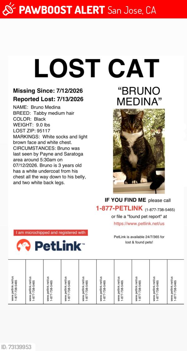 Lost Male Cat last seen Payne and Saratoga, San Jose, CA 95117