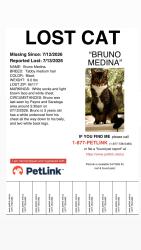 Lost Male Cat last seen Payne and Saratoga, San Jose, CA 95117