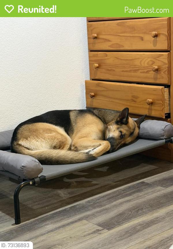 Reunited Male Dog last seen Raymer Way and Grant Line, Rancho Cordova, CA 95742