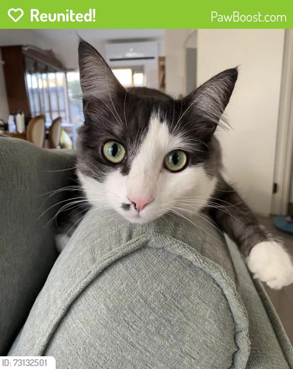 Reunited Female Cat last seen Elmhurst and Forsyth, Truganina, VIC 3029