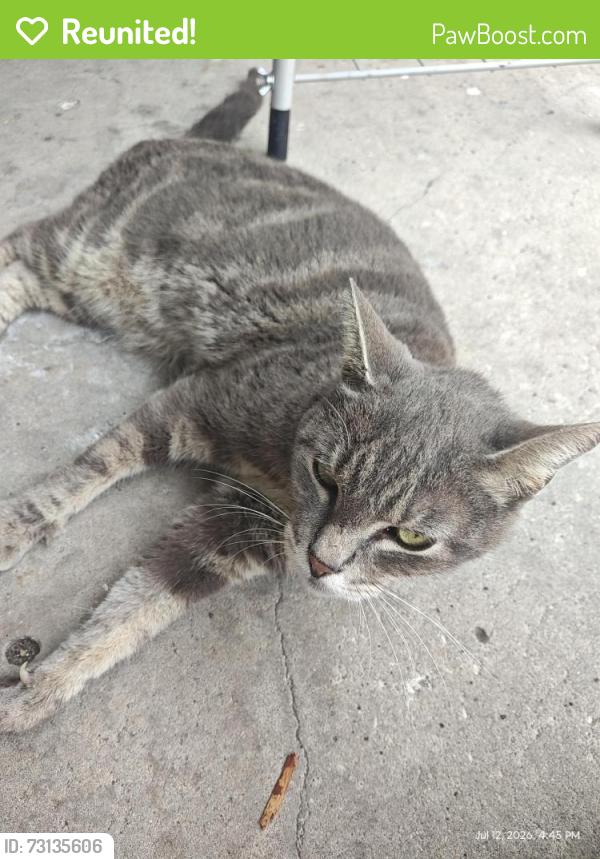 Reunited Female Cat last seen US 41, Brooksville, FL 34601