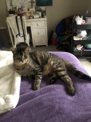 Reunited Male Cat last seen Near Will Scarlett drive, Mississauga, ON L5K 1J6