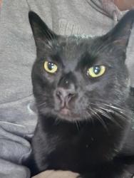 Lost Male Cat last seen Hemming way, Granite Falls, WA 98252