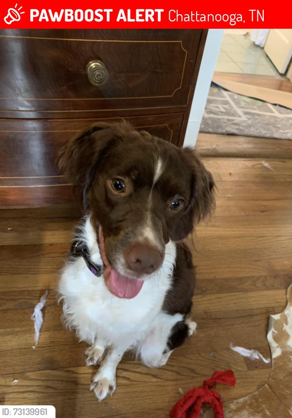 Lost Male Dog last seen Glenwood Dr Chattanooga tn, Chattanooga, TN 37404