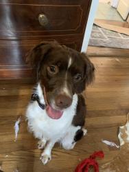 Lost Male Dog last seen Glenwood Dr Chattanooga tn, Chattanooga, TN 37404