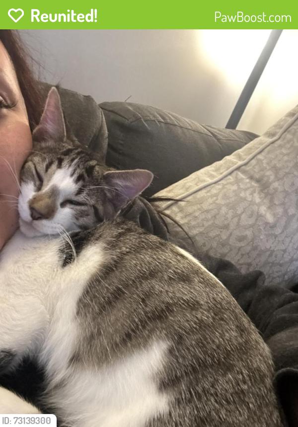 Reunited Male Cat last seen North Oriole , Chicago, IL 60634