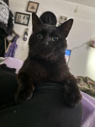 Lost Male Cat last seen Southville, Bedminster, England 