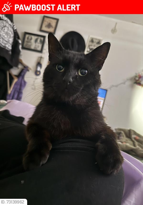 Lost Male Cat last seen Southville, Bedminster, England 