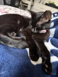 Lost Female Cat last seen Dora ave and north ave, Tavares, FL 32778