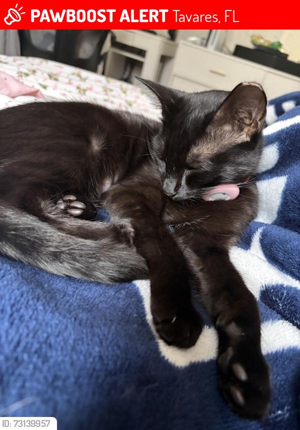 Lost Female Cat last seen Dora ave and north ave, Tavares, FL 32778
