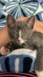 Shelter Stray Male Cat last seen Round Rd, 21225, MD, 301 Stockholm St, Baltimore, MD 21230, USA