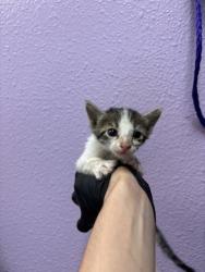 Shelter Stray Female Cat last seen Near BERINO AVE, CITY of El Paso, TX, 5001 Fred Wilson Ave, El Paso, TX 79906, USA