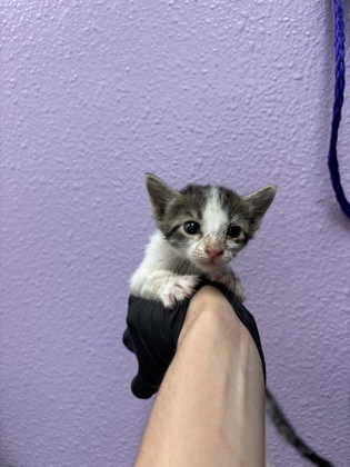 Shelter Stray Female Cat last seen Near BERINO AVE, CITY of El Paso, TX, 5001 Fred Wilson Ave, El Paso, TX 79906, USA
