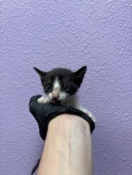 Shelter Stray Female Cat last seen Near BERINO AVE, CITY of El Paso, TX, 5001 Fred Wilson Ave, El Paso, TX 79906, USA
