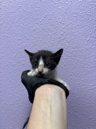 Shelter Stray Female Cat last seen Near BERINO AVE, CITY of El Paso, TX, 5001 Fred Wilson Ave, El Paso, TX 79906, USA