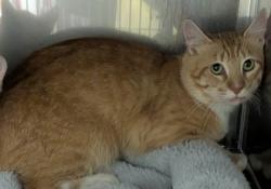Shelter Stray Unknown Cat last seen Near 96th Ave, Oakland, CA, 1101 29th Ave, Oakland, CA 94601, USA