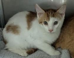 Shelter Stray Unknown Cat last seen Near 96th Ave, Oakland, CA, 1101 29th Ave, Oakland, CA 94601, USA